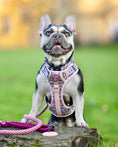 Load image into Gallery viewer, Bella's Jumper Supaw Strong Lite™ Dog Harness (XS-XL): XSmall
