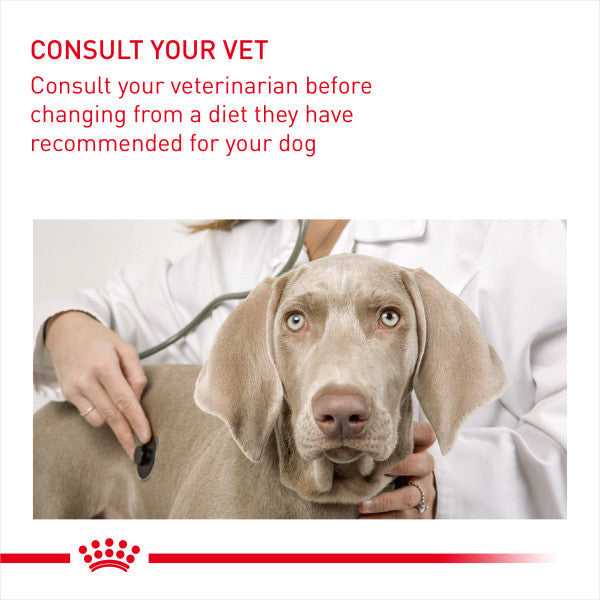 Royal Canin Dermacomfort Adult Wet Dog Food Pouches