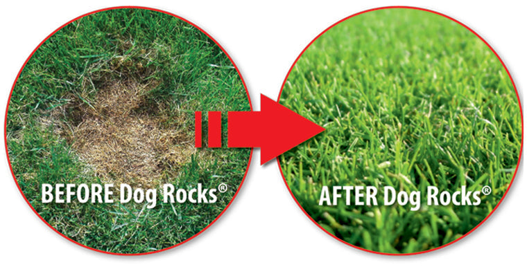 Dog Rocks