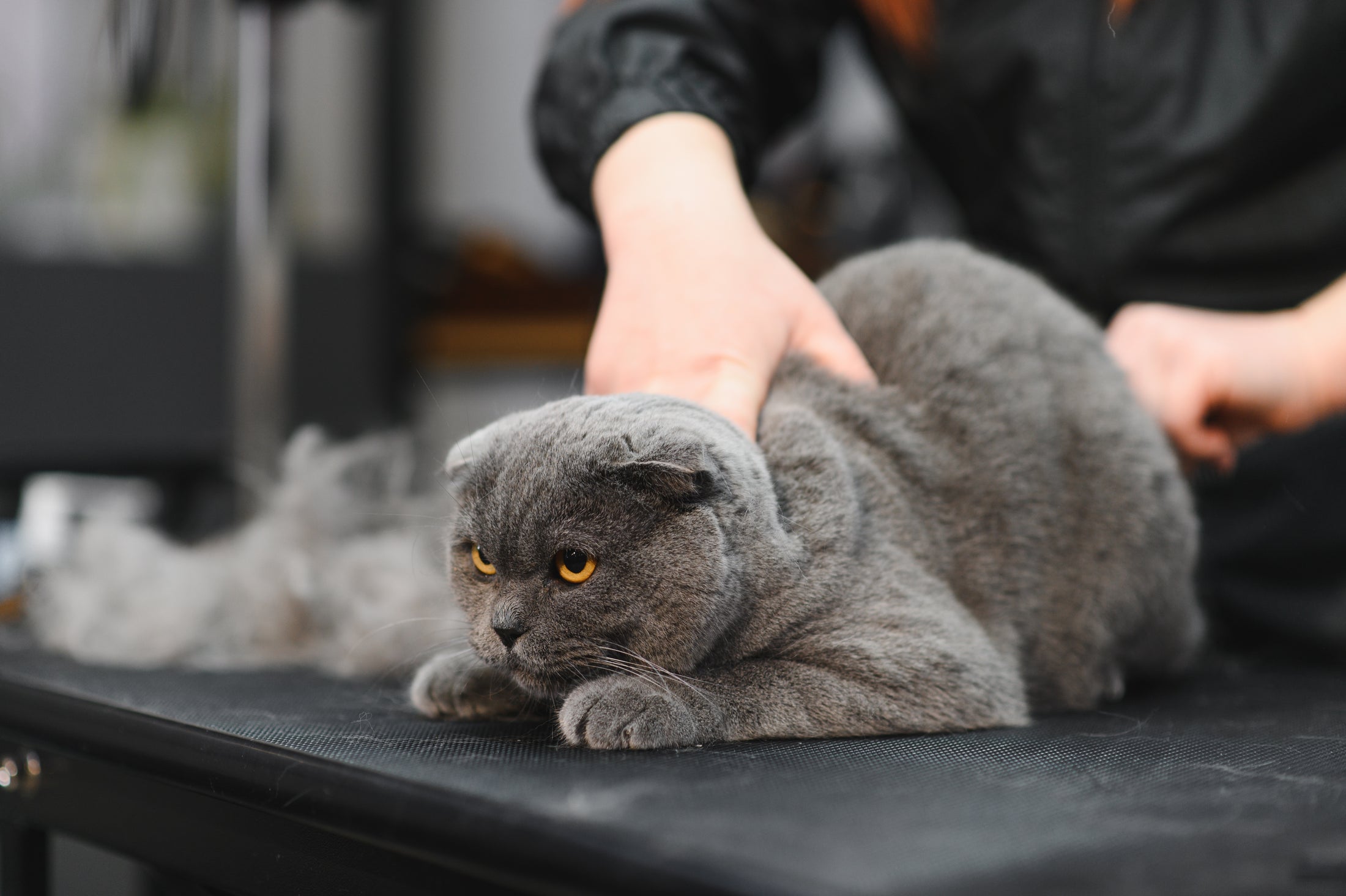 Cat Grooming (By Appointment Only)