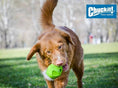 Load image into Gallery viewer, Chuckit! Erratic Ball
