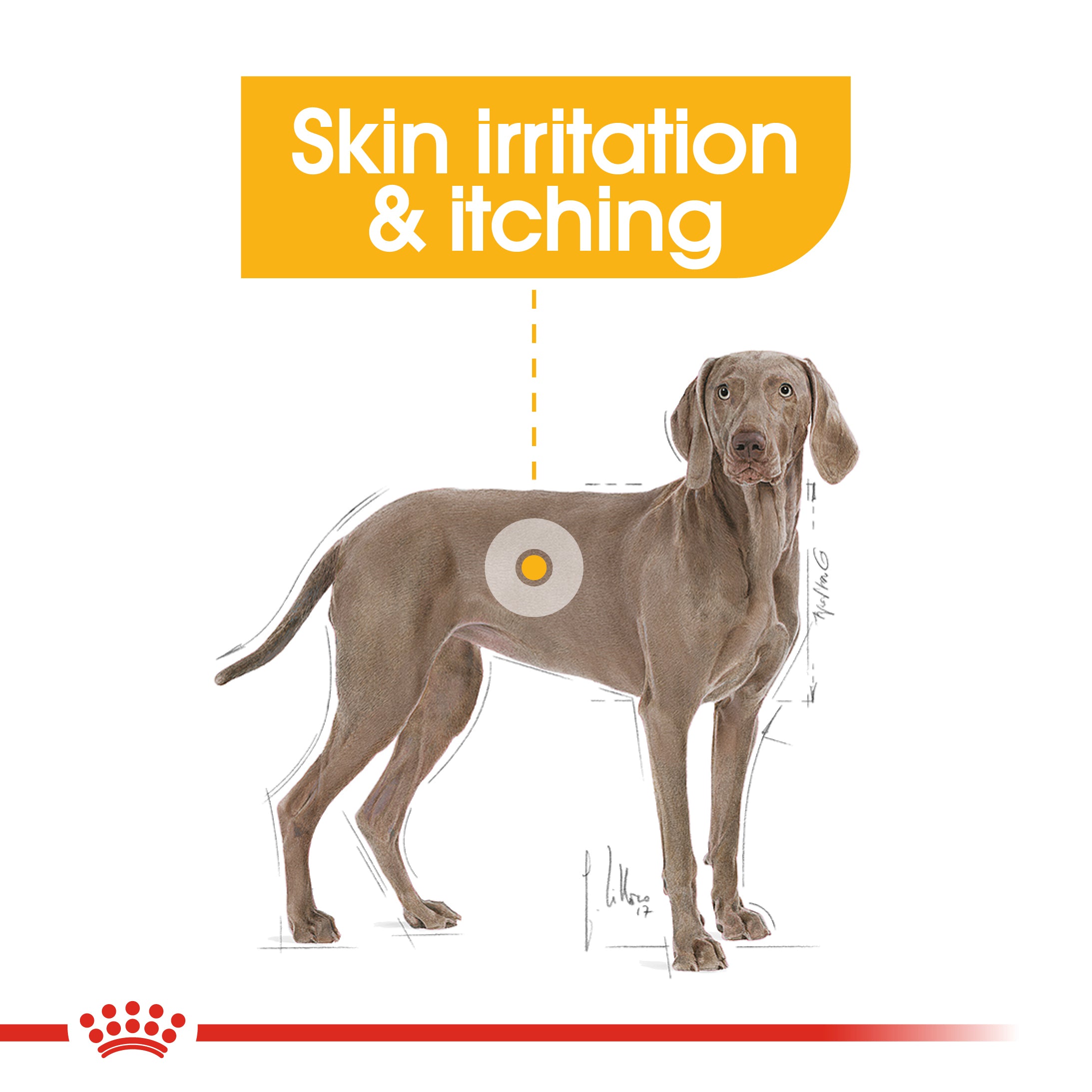Royal Canin Maxi Dermacomfort Adult Dry Dog Food