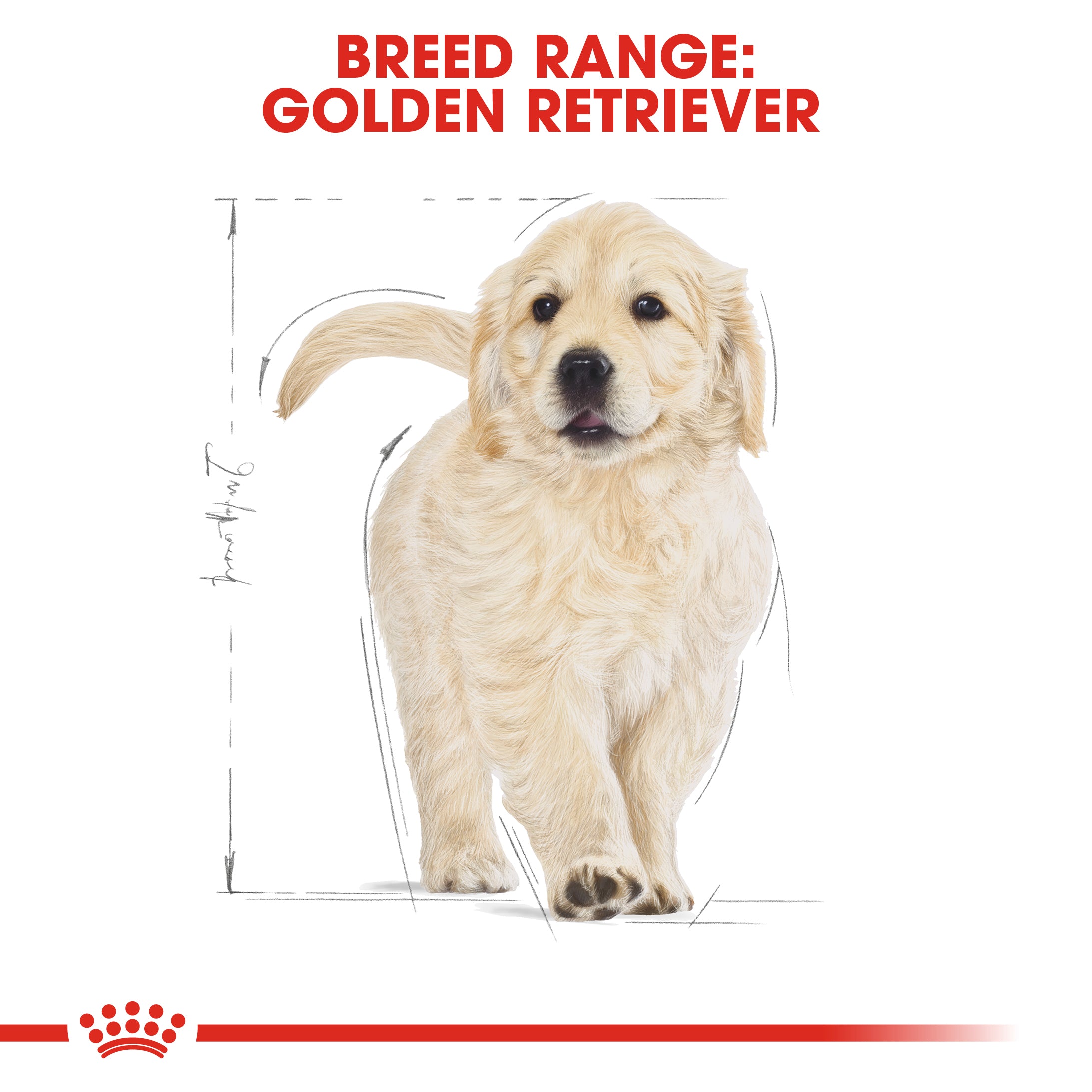 Royal Canin Golden Retriever Puppy Dry Food