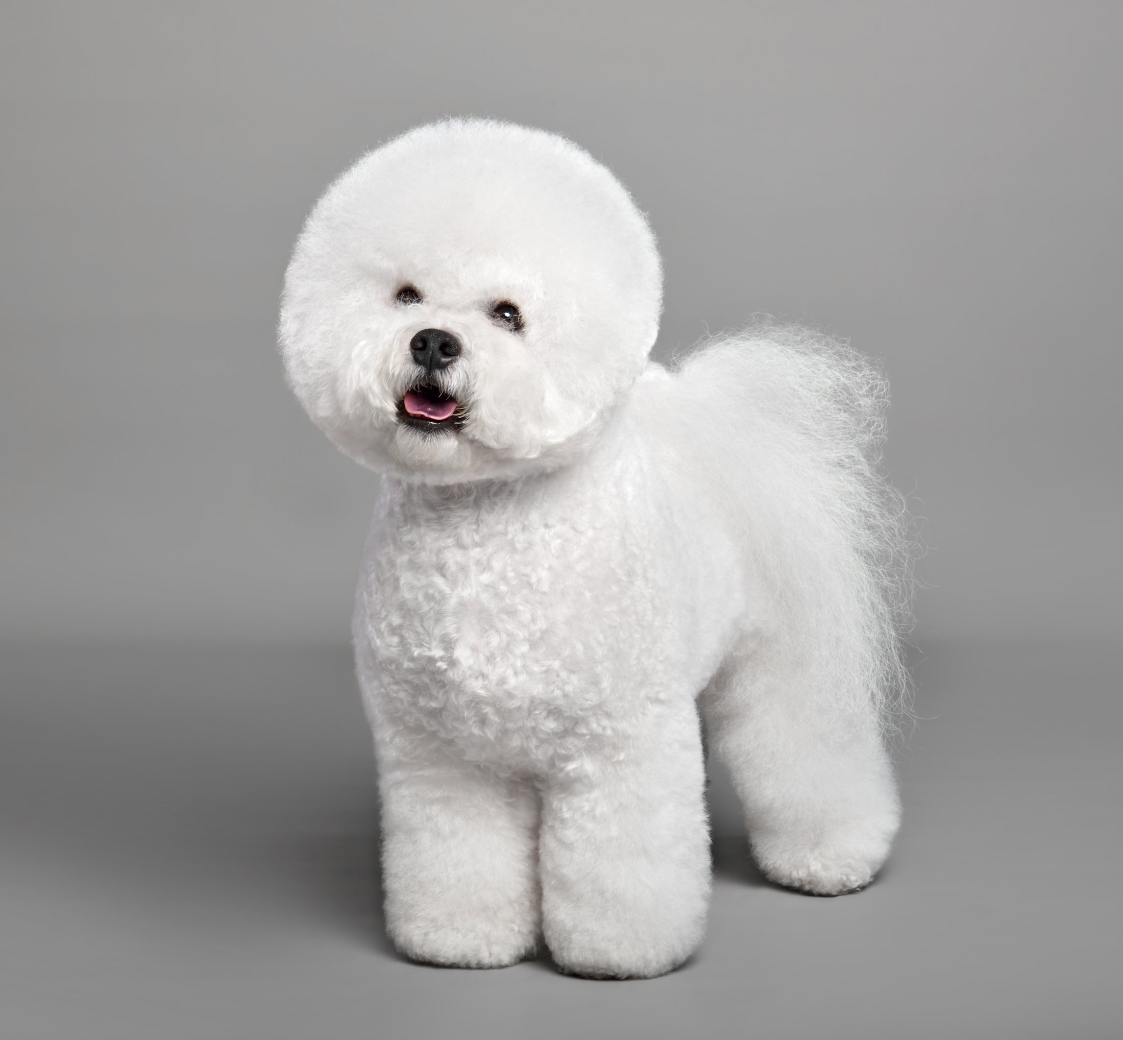 The Signature Full Groom