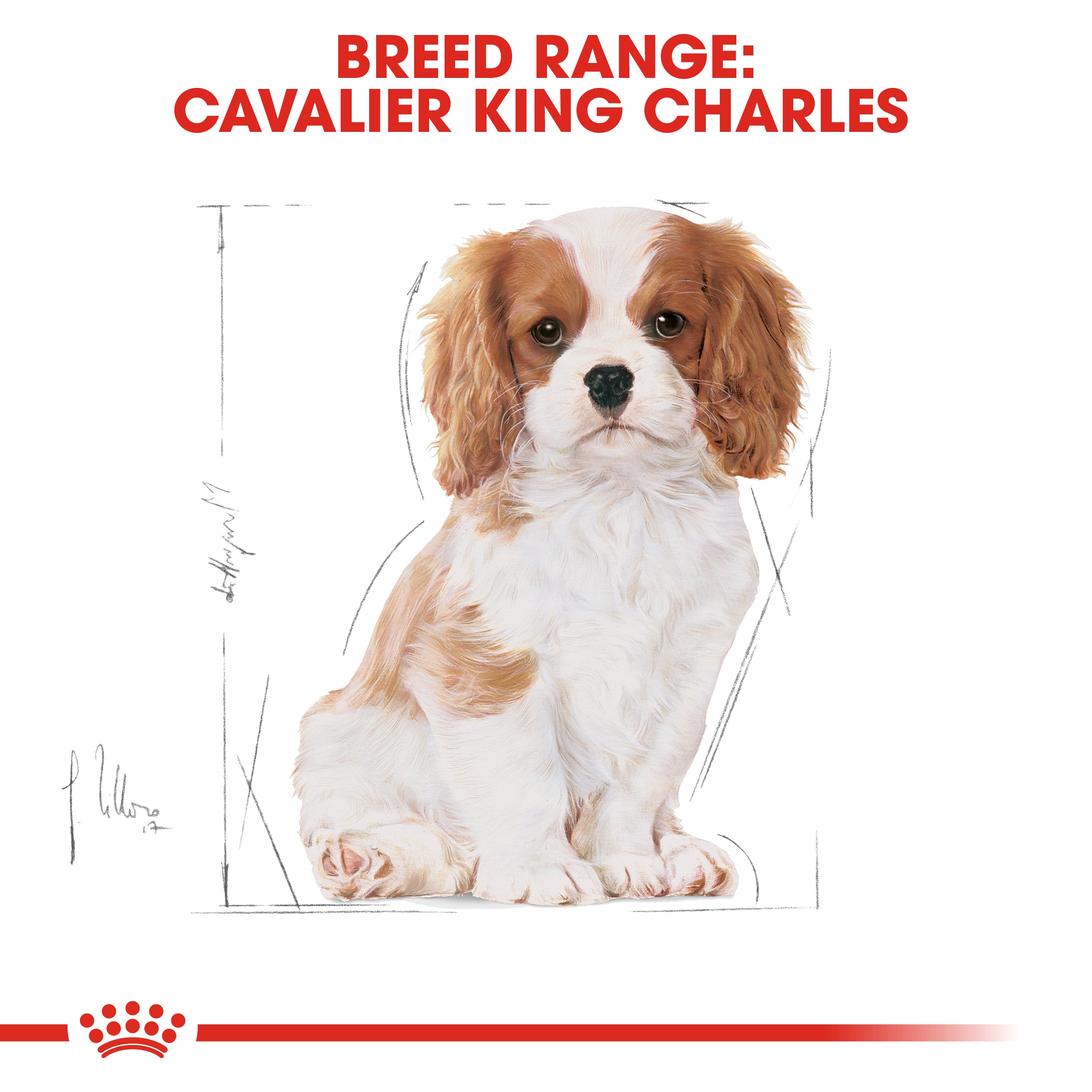 Royal Canin Cavalier King Charles Puppy Dry Food