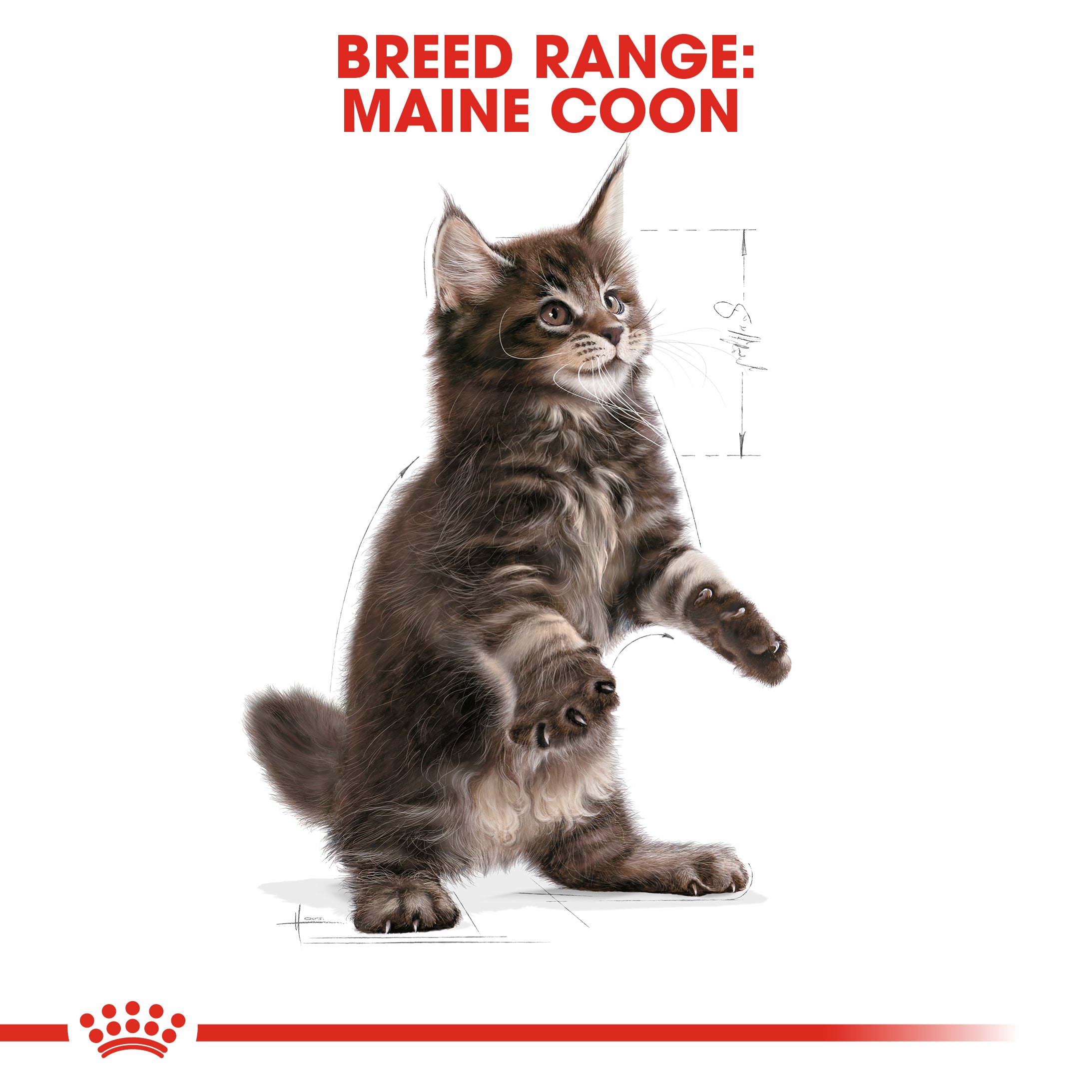 Royal Canin Coon Kitten Dry Food