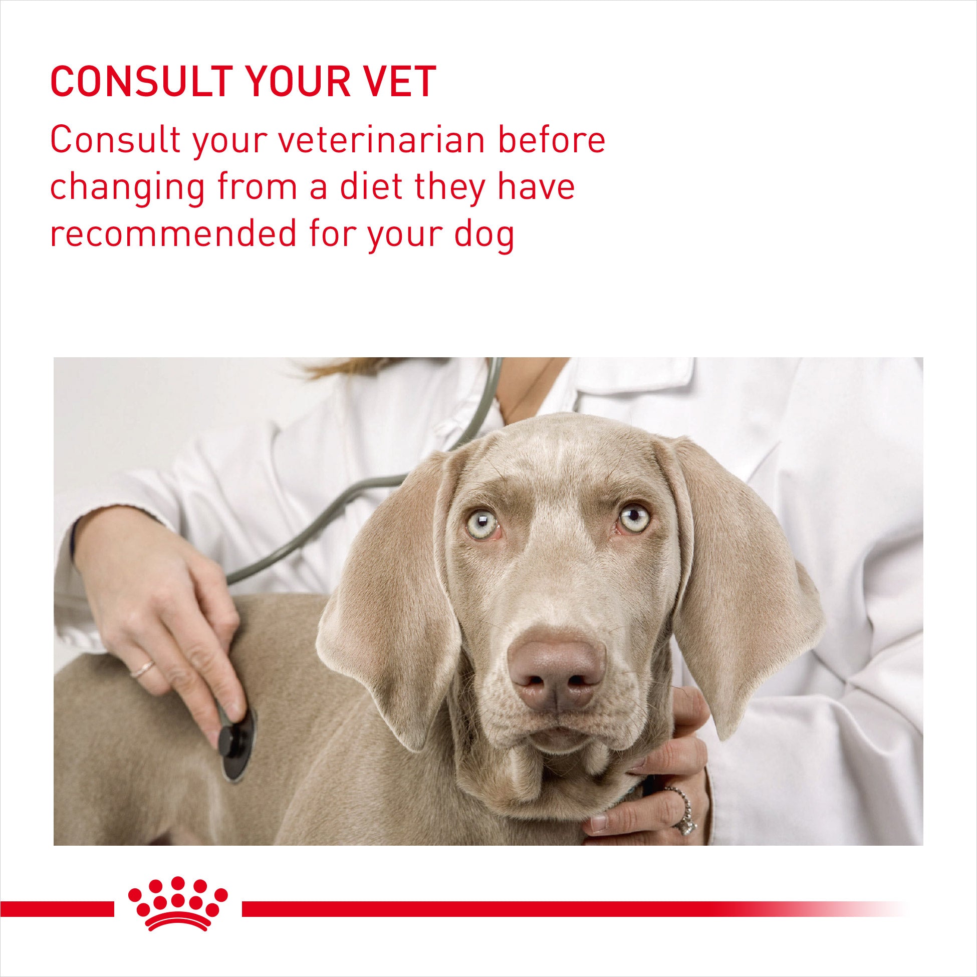 Royal Canin Dermacomfort Adult Dry Dog Food