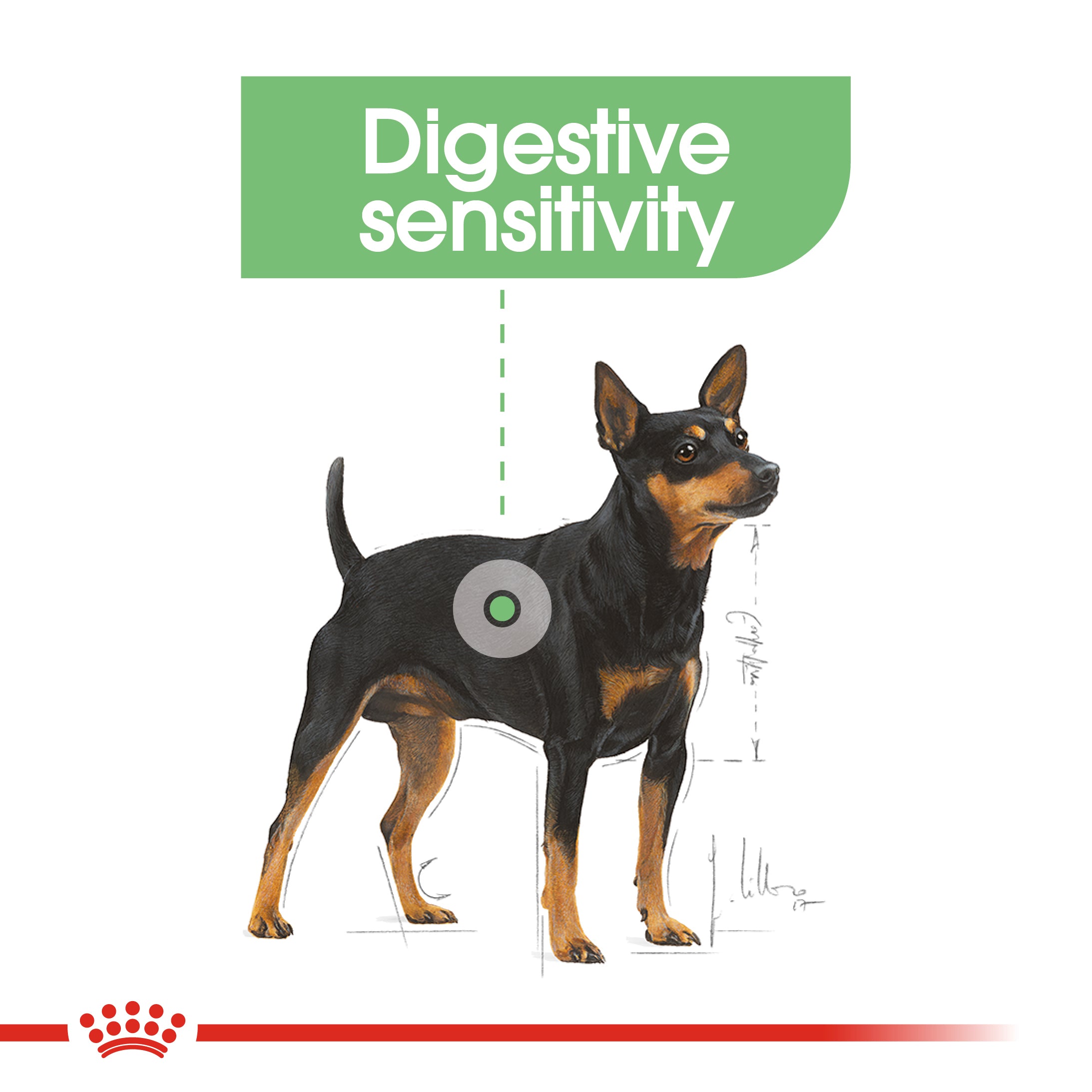 Royal Canin Digestive Care Adult Dry Dog Food