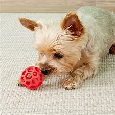 JW Hol-ee Roller Puppy
