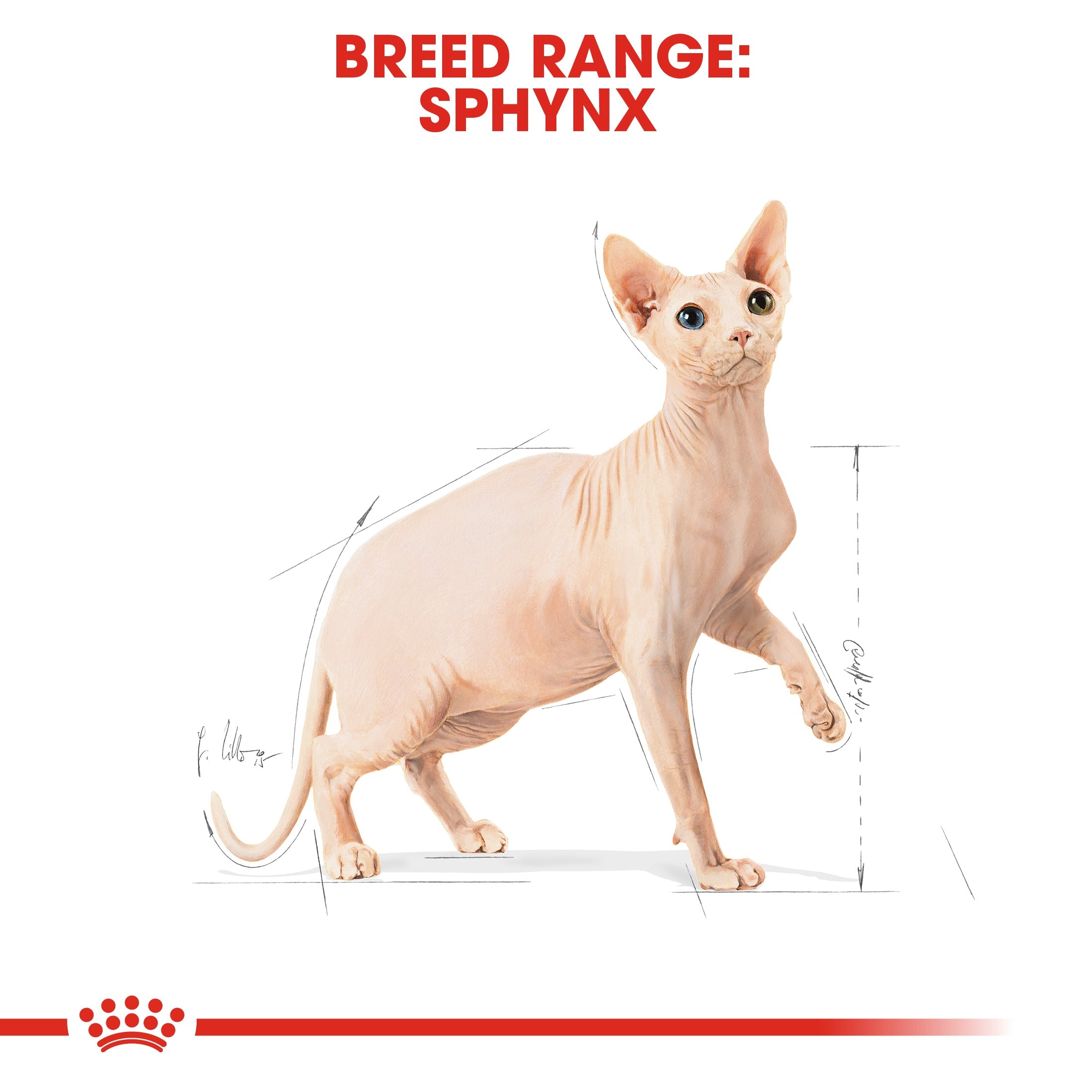 Royal Canin Sphynx Cat Adult Dry Cat Food