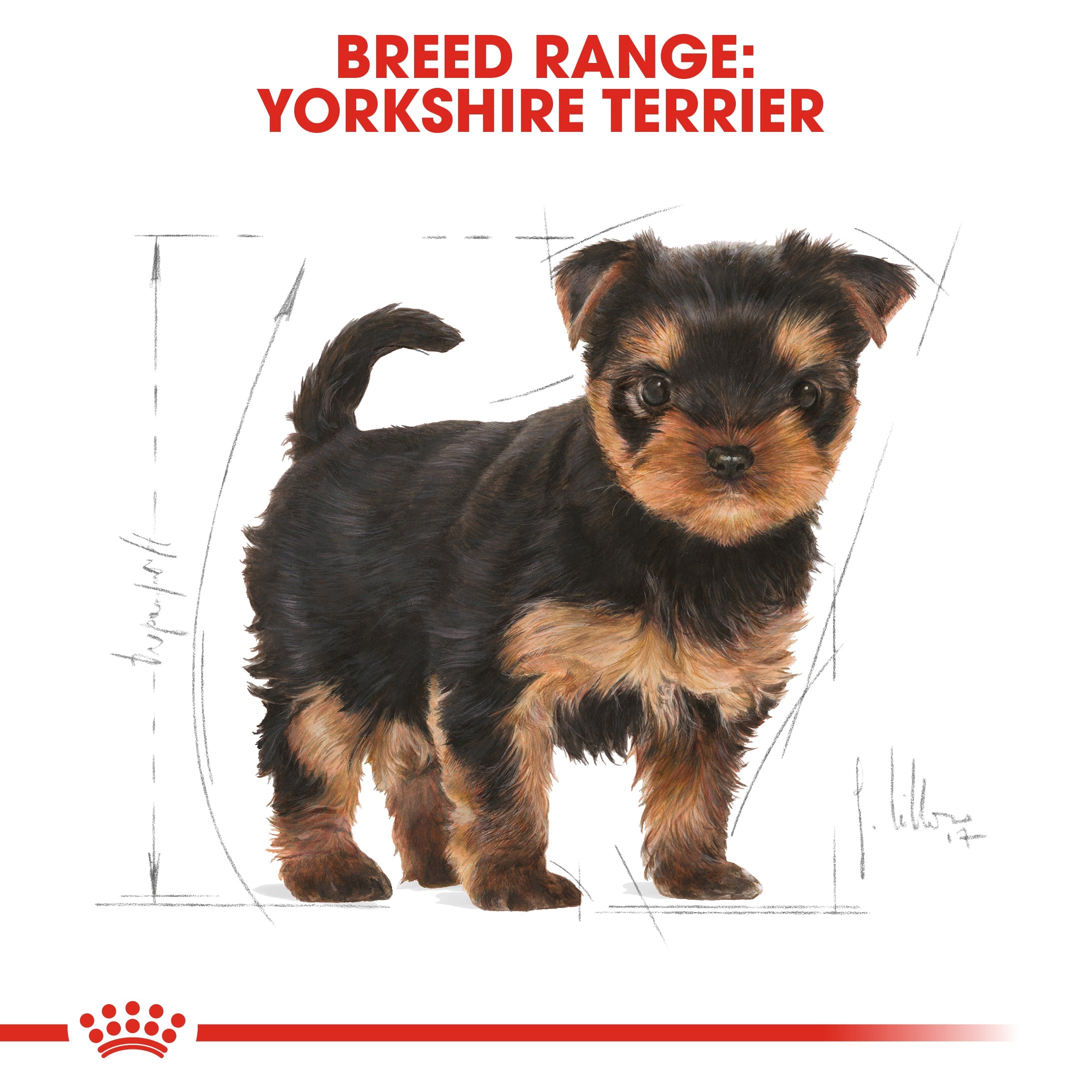 Royal Canin Yorkshire Terrier Puppy Dry Dog Food