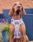 Load image into Gallery viewer, Bella's Jumper Supaw Strong Lite™ Dog Harness (XS-XL): XSmall
