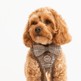 Load image into Gallery viewer, Bow Tie - Colour Drops - Heritage Plaid
