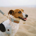 Load image into Gallery viewer, Dog Collar, Pouch and Lead Set - Blue Tweed & Velvet: No engraving / Medium
