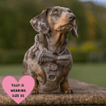 Load image into Gallery viewer, Trail & Glow Tweed Dog Harness & Lead Set - Colour Drops - Heritage Plaid: S
