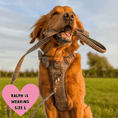 Load image into Gallery viewer, Trail & Glow Tweed Dog Harness - Colour Drops - Heritage Plaid: L
