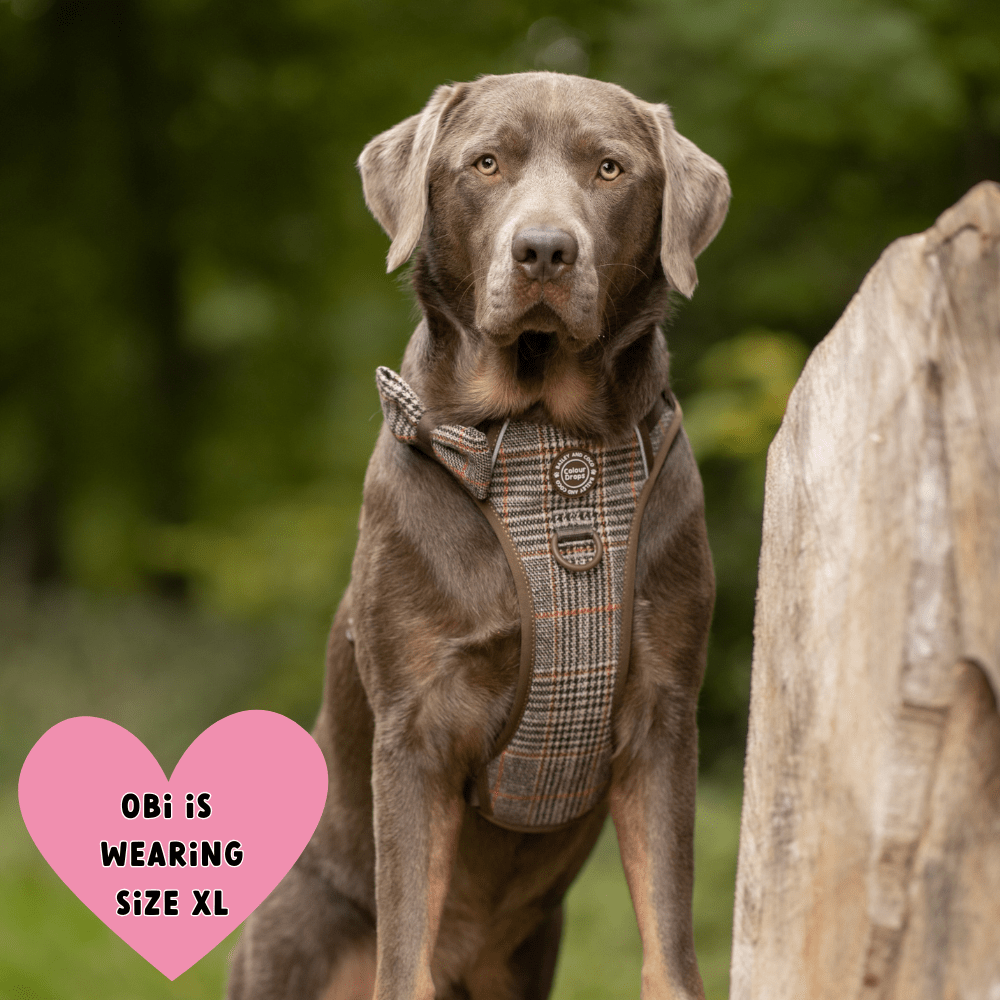 Trail & Glow Tweed Dog Harness - Colour Drops - Heritage Plaid: L