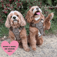 Load image into Gallery viewer, Trail & Glow Tweed Dog Harness - Colour Drops - Heritage Plaid: L
