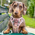 Load image into Gallery viewer, Bella's Jumper Supaw Strong Lite™ Dog Harness (XS-XL): Medium
