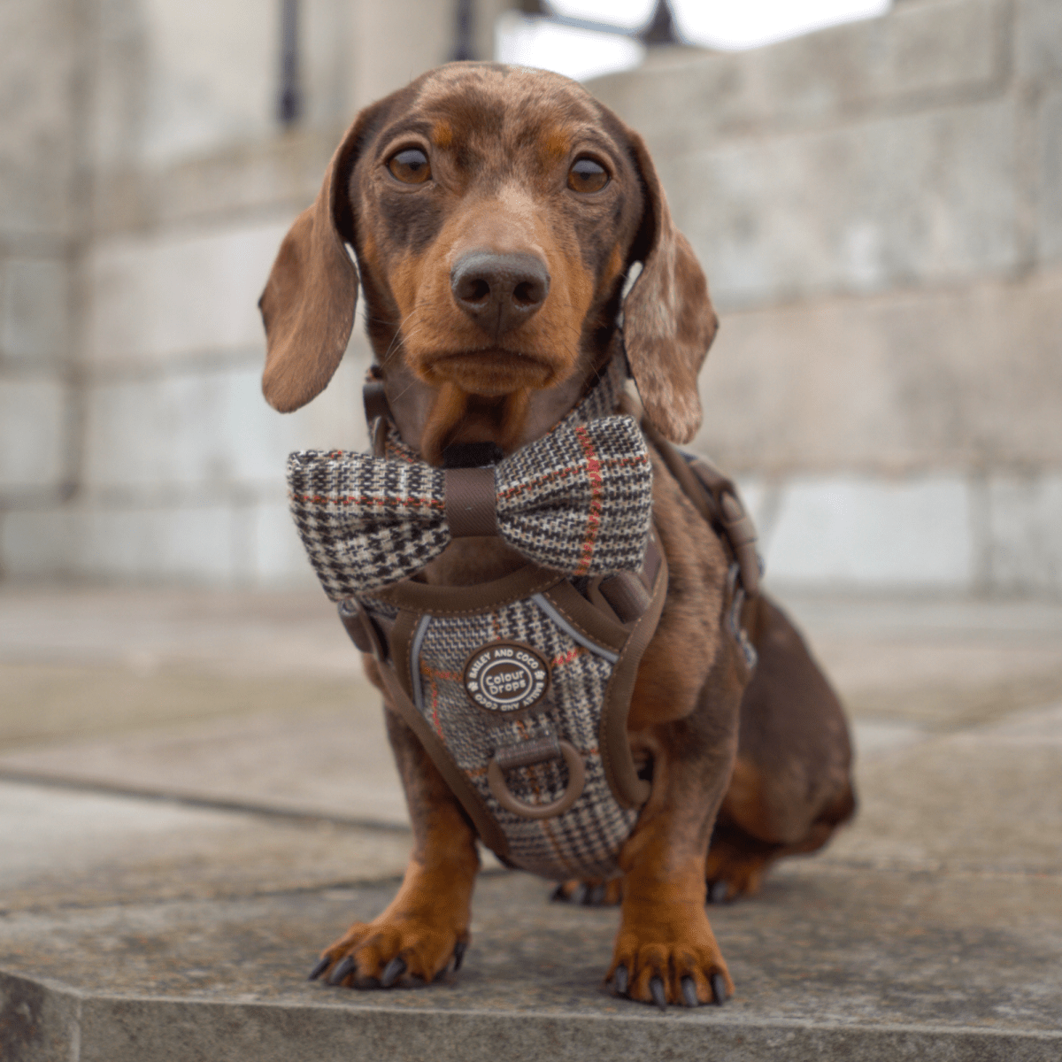 Bow Tie - Colour Drops - Heritage Plaid