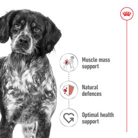 Royal Canin Medium Dry Adult Dog Food 3kg