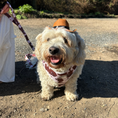 Load image into Gallery viewer, Rodeo Pup Dog Hat: Medium

