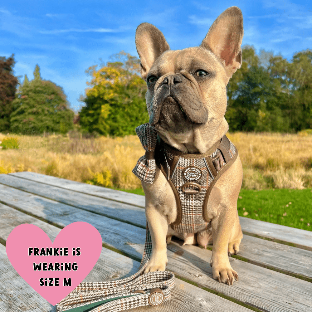 Trail & Glow Tweed Dog Harness & Lead Set - Colour Drops - Heritage Plaid: M