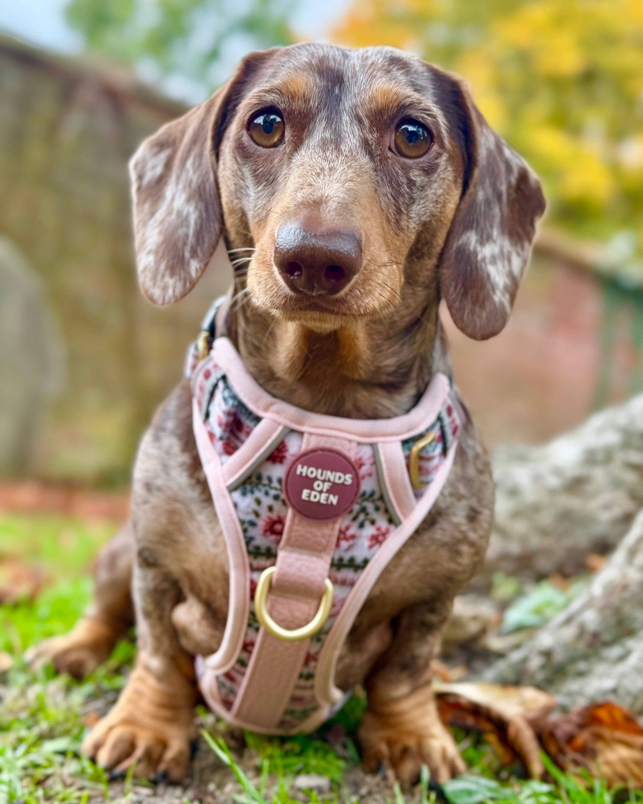 Bella's Jumper Supaw Strong Lite™ Dog Harness (XS-XL): Medium