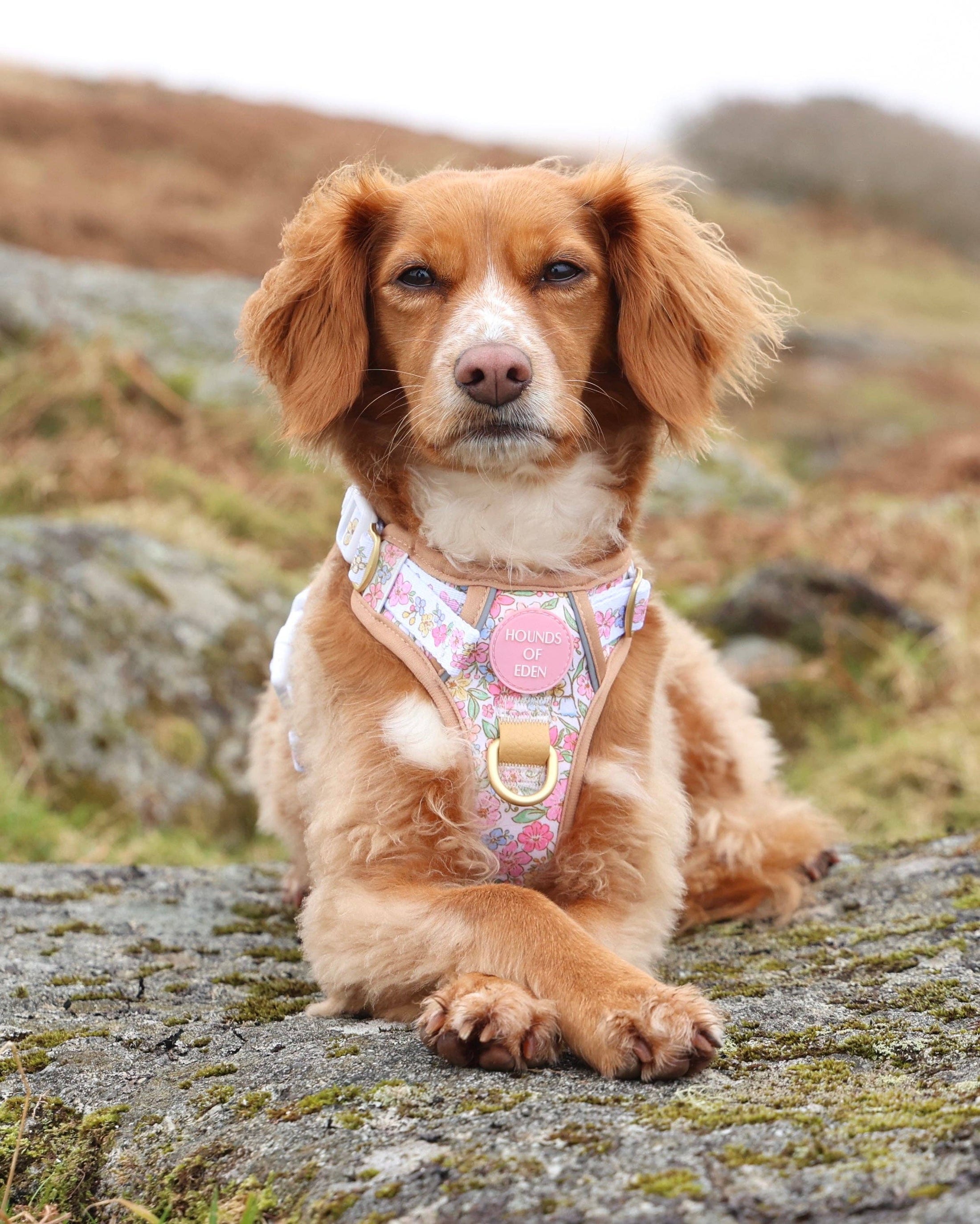 Pastel Petals - Supaw Strong™ Dog Harness (XS-XL): Medium