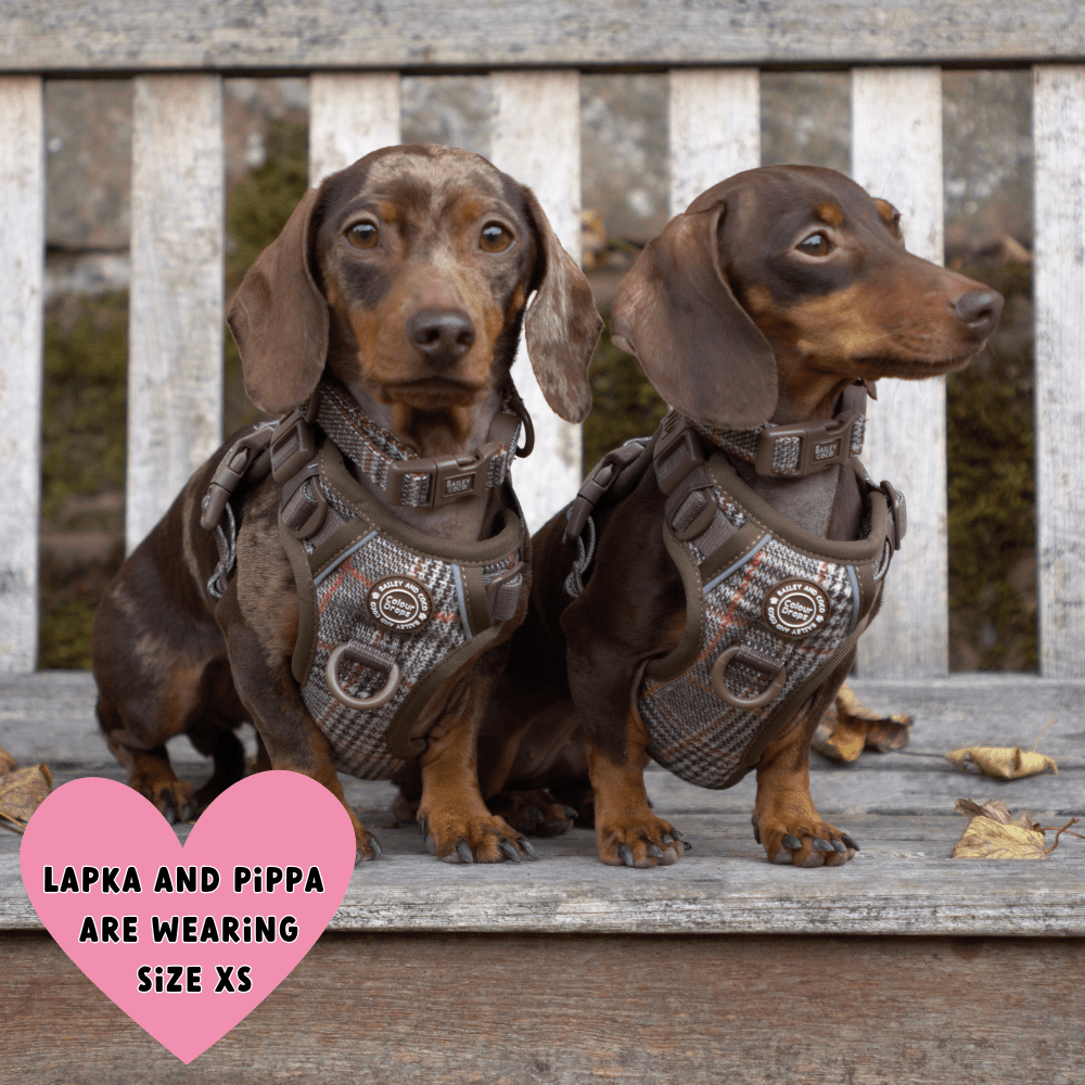 Trail & Glow Tweed Dog Harness & Lead Set - Colour Drops - Heritage Plaid: M