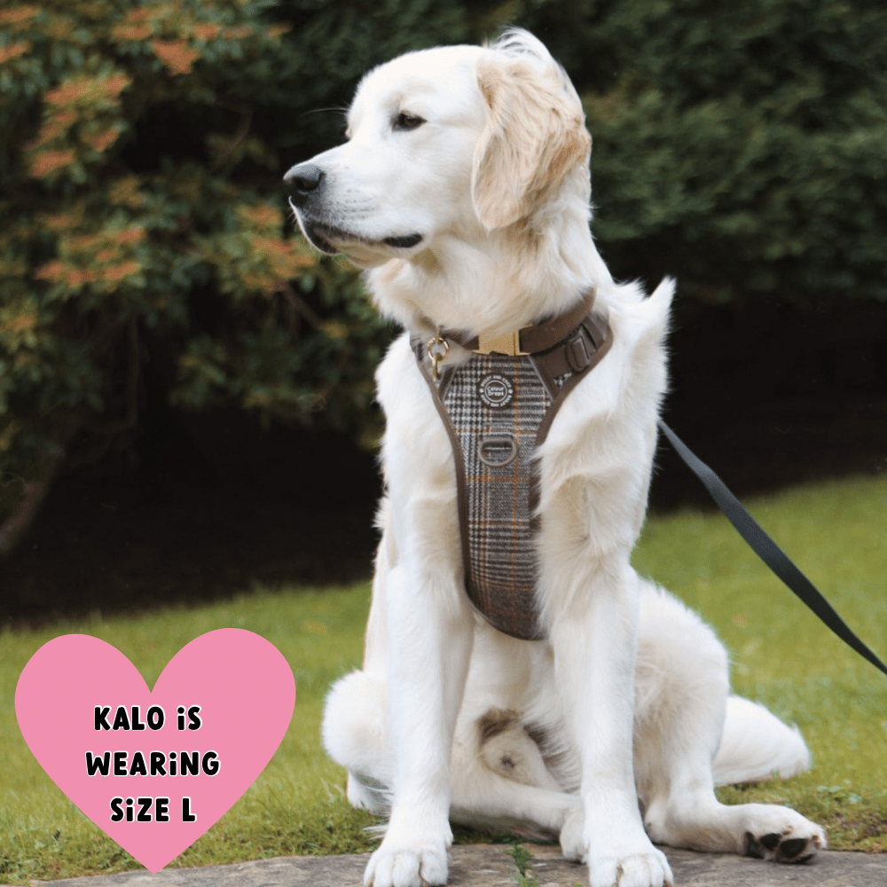 Trail & Glow Tweed Dog Harness - Colour Drops - Heritage Plaid: XL