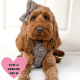 Load image into Gallery viewer, Trail & Glow Tweed Dog Harness & Lead Set - Colour Drops - Heritage Plaid: M
