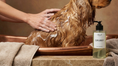 Load image into Gallery viewer, Natural Dog Shampoo - Peppermint/Eucalyptus - 300ml L'floof

