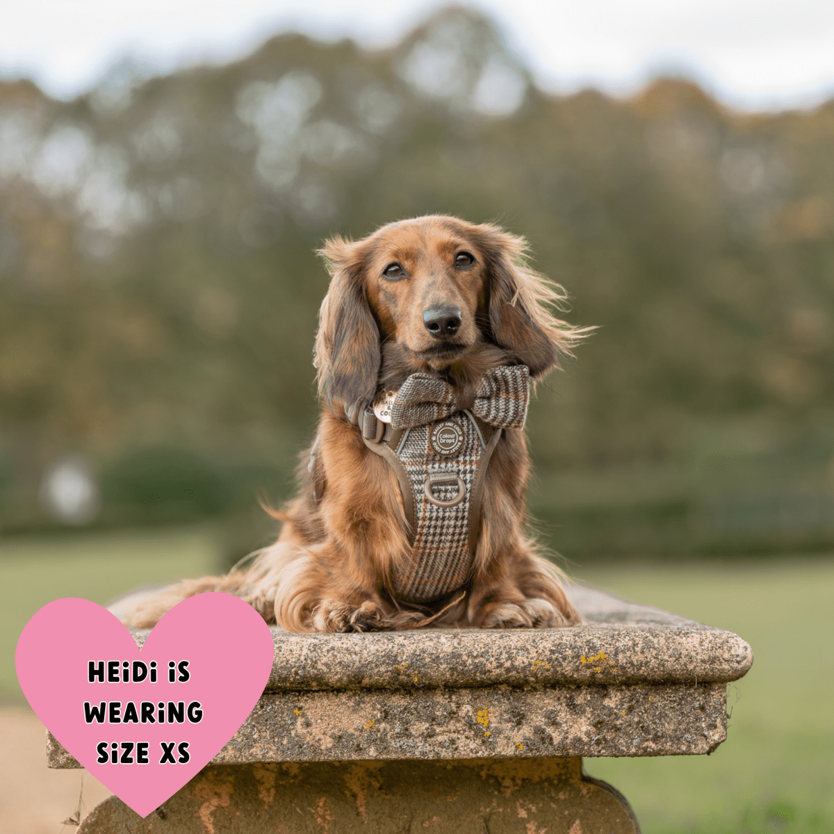 Trail & Glow Tweed Dog Harness & Lead Set - Colour Drops - Heritage Plaid: M