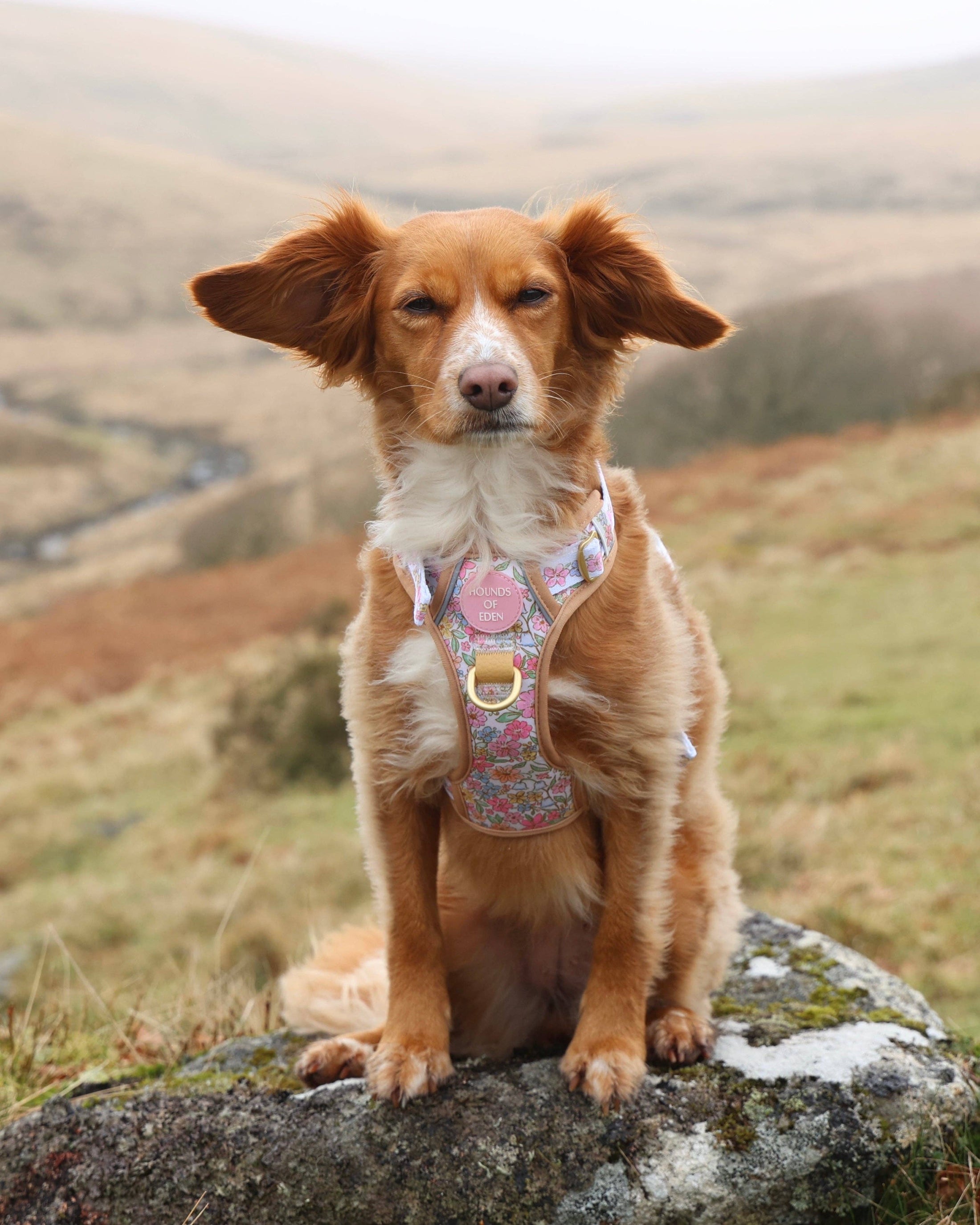 Pastel Petals - Supaw Strong™ Dog Harness (XS-XL): Small