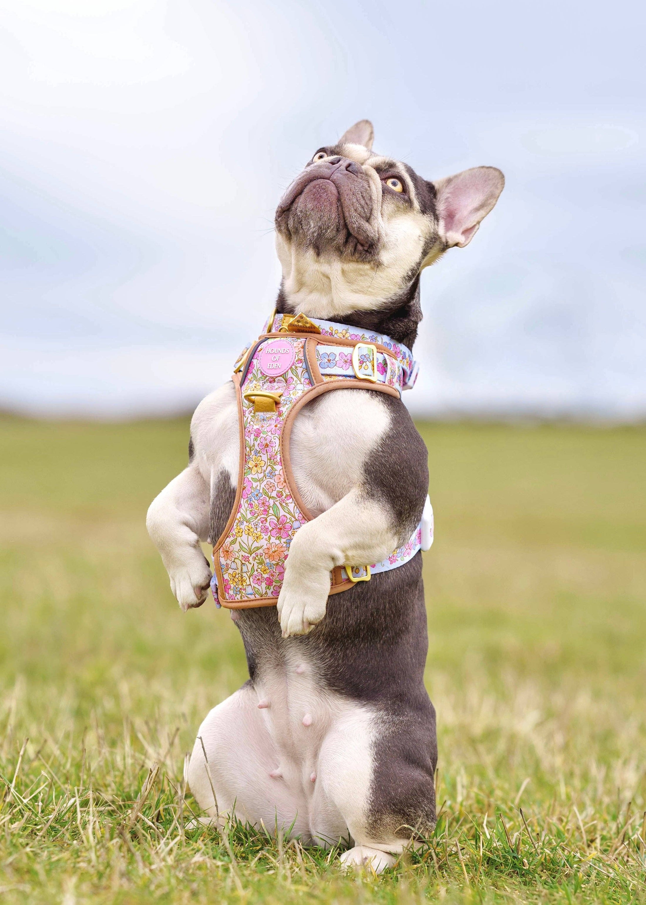 Pastel Petals - Supaw Strong™ Dog Harness (XS-XL): Medium