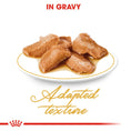 Load image into Gallery viewer, Royal Canin Maine Coon Adult In Gravy Wet Cat Food
