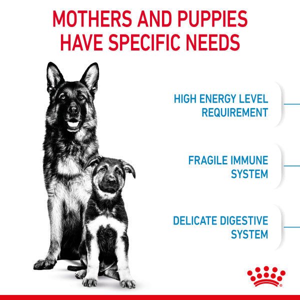 Royal Canin Maxi Starter Mother & Babydog Adult and Puppy Dry Food
