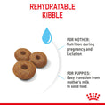 Load image into Gallery viewer, Royal Canin Maxi Starter Mother & Babydog Adult and Puppy Dry Food
