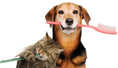 Load image into Gallery viewer, Proden Plaque of Animal Powder

